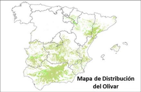 Olivenhaine Spanien