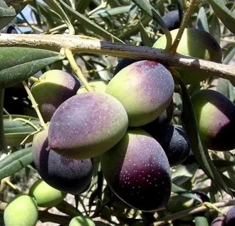 Olivenöl Serrana Olive