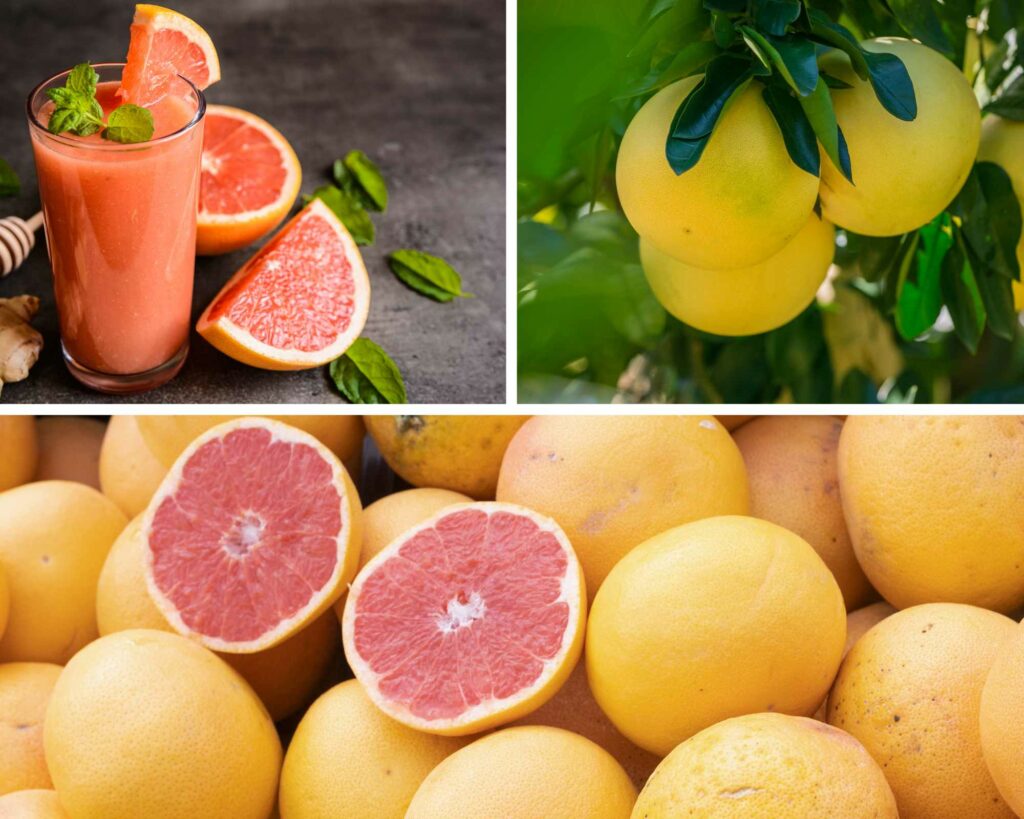 Bio Grapefruit kaufen