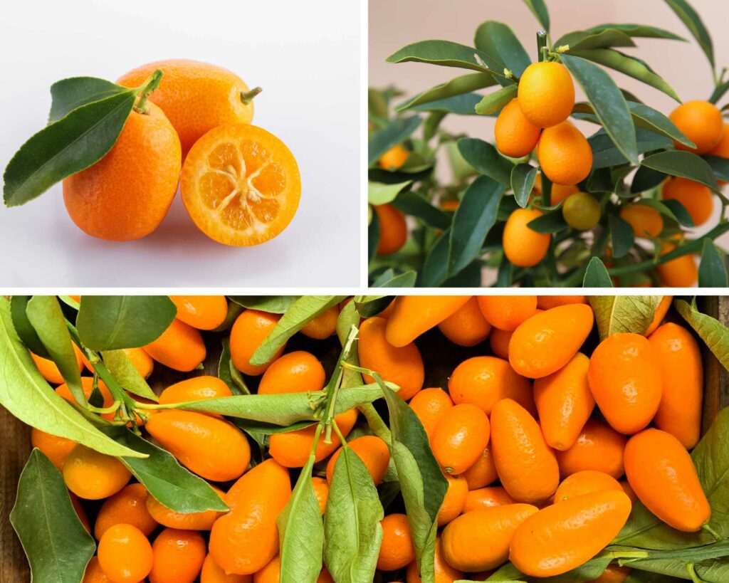 Bio Kumquats kaufen